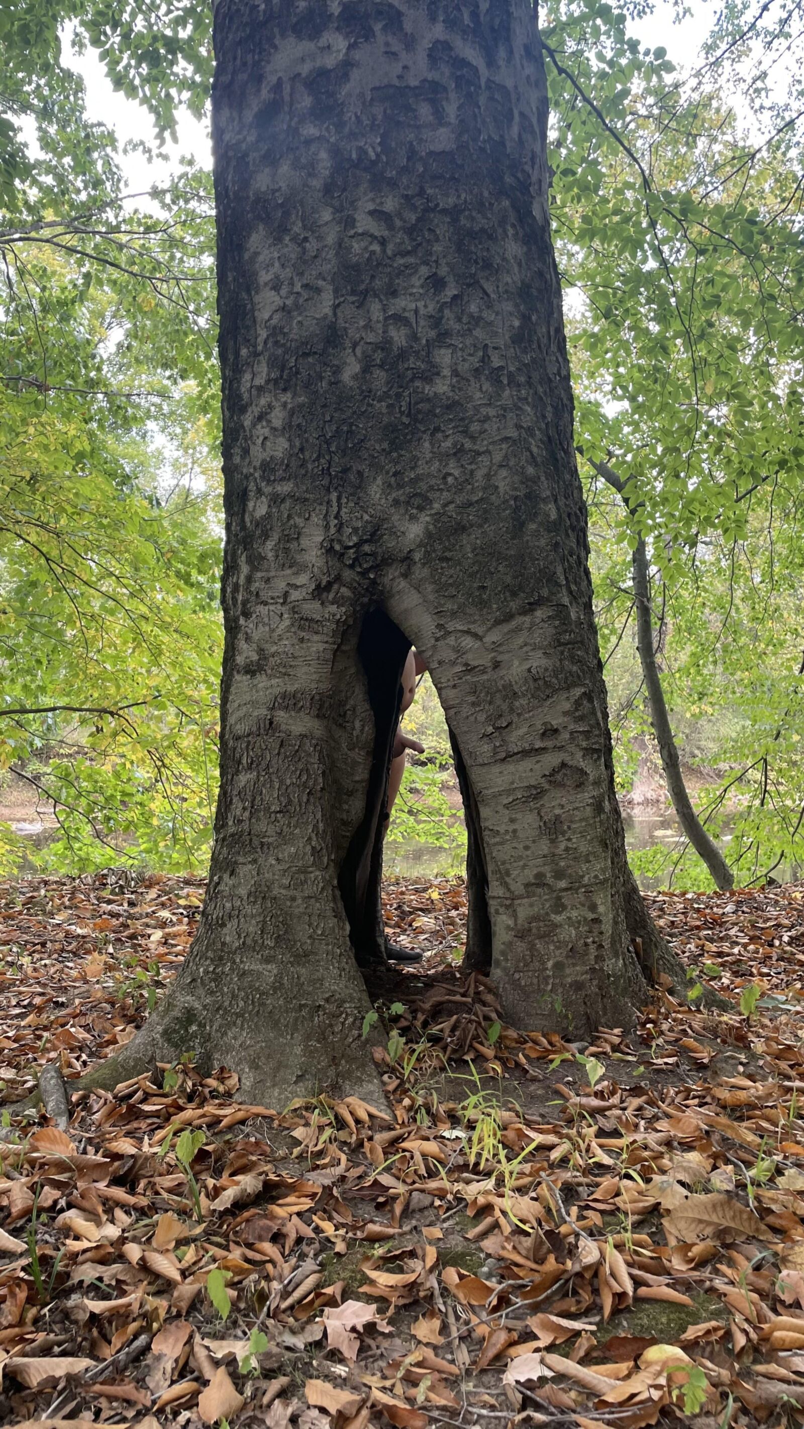 arroyo desnudo