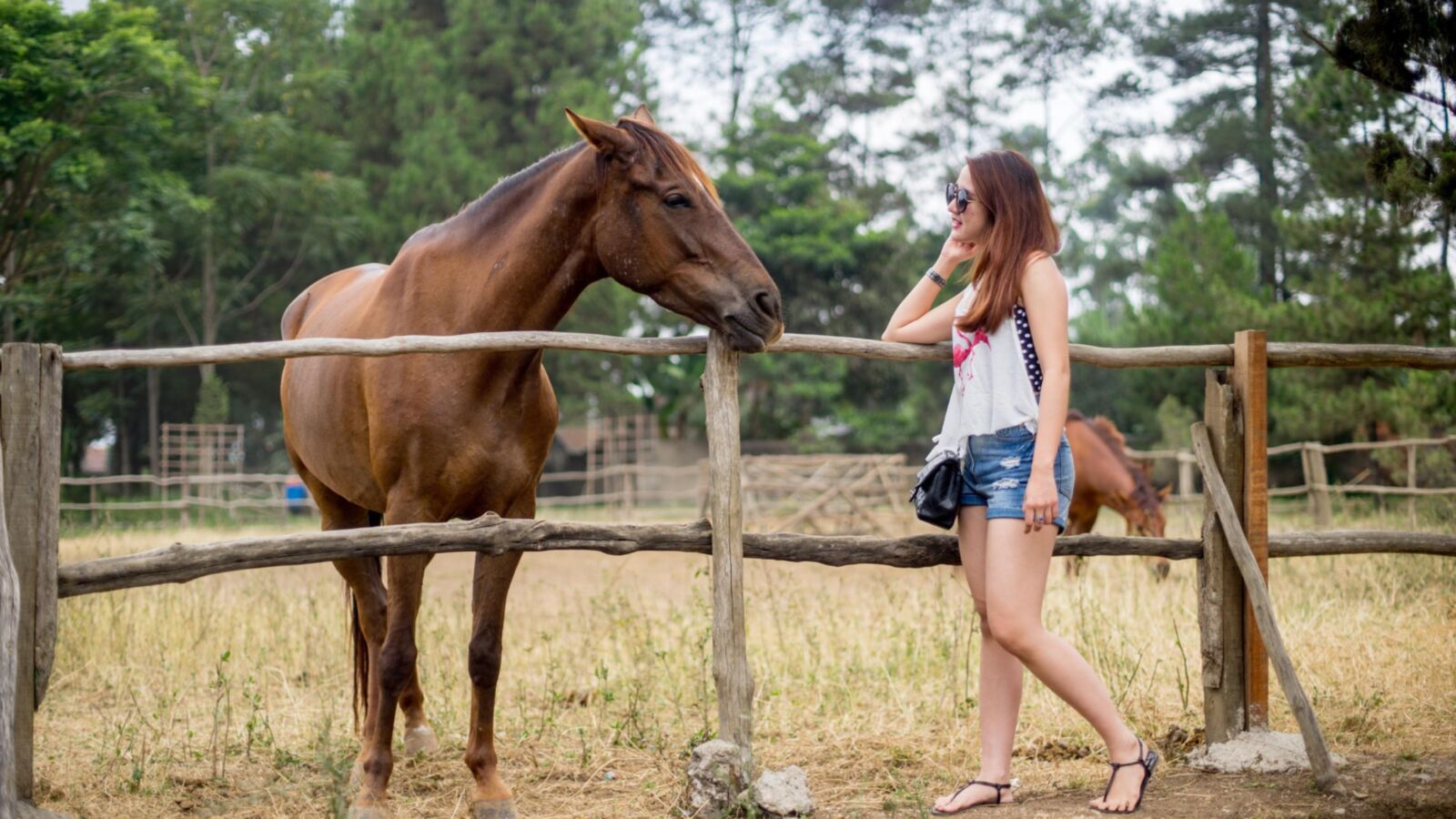Sexy women with horses 