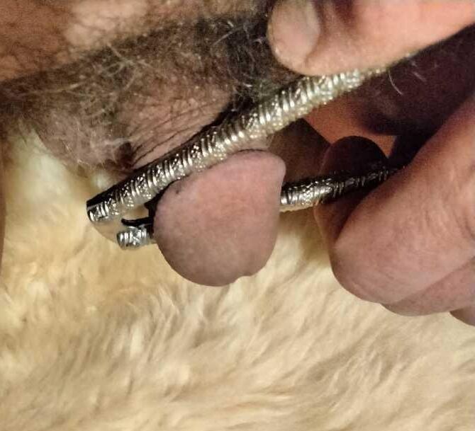 minuscule petit pénis