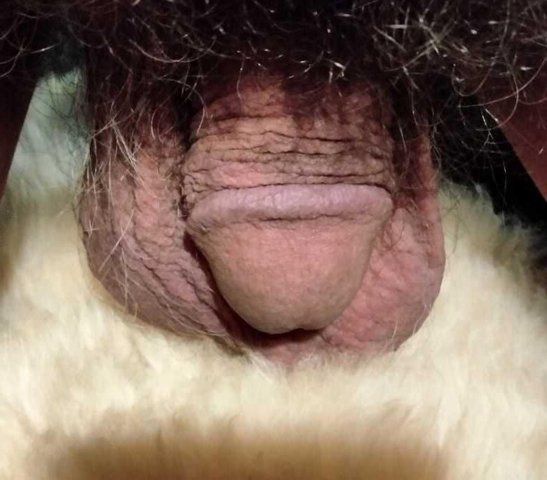 minuscule petit pénis