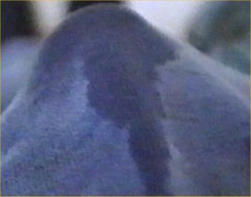 Perv Wankers stained pants